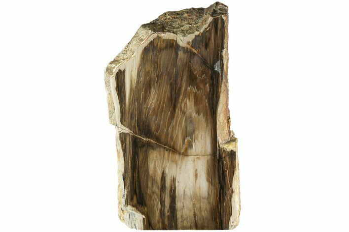 Polished, Petrified Wood (Metasequoia) Stand Up - Oregon #185141